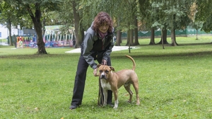 Náš mazel Alli po úspěšné výstavě